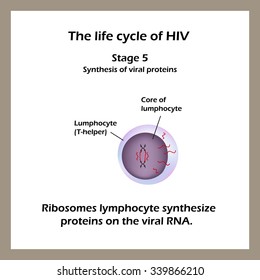 Life Cycle Hiv Stage 5 Ribosomes Stock Vector (Royalty Free) 339866210 ...