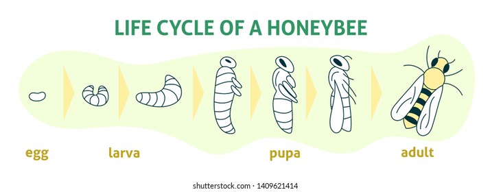 Life Cycle of a Honey Bee. Vector flat modern isolated illustration. Biology infographic for print, web, books, posters. Honey organic business production process.