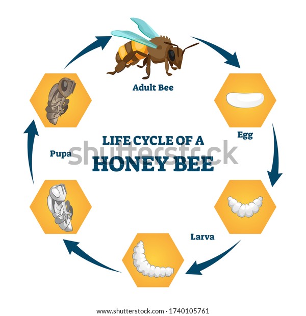 Life Cycle Honey Bee Vector Illustration Stock Vector (Royalty Free ...