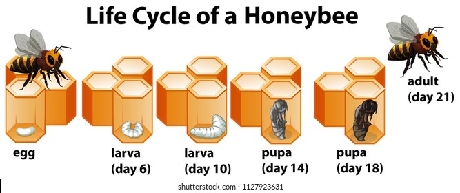 Ciclo de vida de una abeja de miel