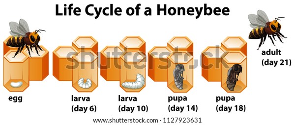 Life Cycle Honeybee Illustration Stock Vector (Royalty Free) 1127923631