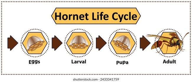 El ciclo de vida del avispón La mayoría de ellos viven en el nido hexagonal. Es un insecto depredador Hay una picadura para protegerse.