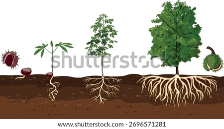 Life cycle of horse chestnut tree (Aesculus hippocastanum). Growth stages from seed and sprout to old tree with root system and green crown