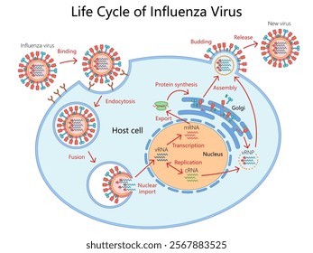 life cycle of the influenza virus, from binding to host cell to replication, assembly, and release diagram hand drawn schematic vector illustration. Medical science educational illustration