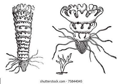 Life cycle of a Jellyfish or Aurelia, vintage engraving. Old engraved illustration of the life cycle of a Jellyfish showing polypoid stage (bottom), budding stage (left), and medusa stage (right).