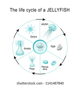 life cycle of a jellyfish. The developmental stages of Medusozoa (egg, jellyfish, ephyra, strobila, polyp, planula, larva). Cnidaria. Vector diagram for scientific, and educational use