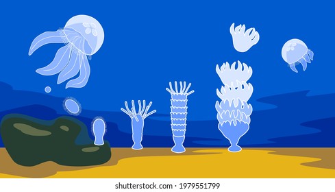 Life cycle of jellyfish. Sequence of stages of development of jellyfish from egg to adult animal in natural habitat