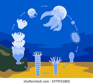 Life cycle of jellyfish. Sequence of stages of development of jellyfish from egg to adult animal in natural habitat