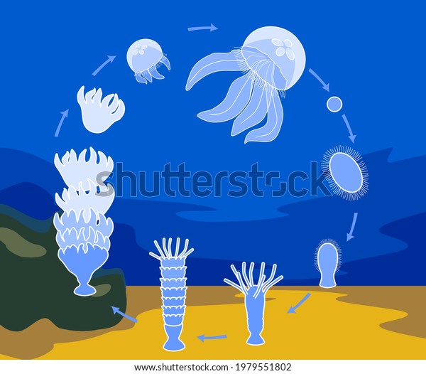 Life Cycle Jellyfish Sequence Stages Development Stock Vector (Royalty ...