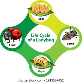 Life Cycle of a Ladybug Diagram illustration