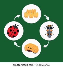 life cycle of a ladybug from eggs, larvae, pupa to ladybug