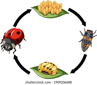 Life cycle of Ladybug on white background illustration