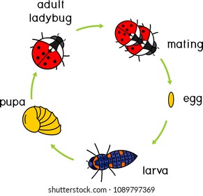 Life cycle of ladybug. Sequence of stages of development of ladybug from egg to adult insect