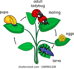 Life Cycle Ladybug Sequence Stages Development Stock Vector (Royalty ...