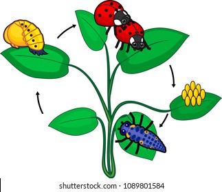 Life cycle of ladybug. Sequence of stages of development of ladybug from egg to adult insect
