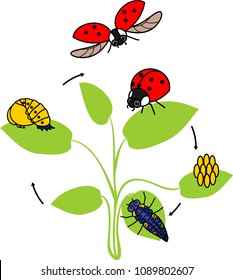 Life cycle of ladybug. Sequence of stages of development of ladybug from egg to adult insect