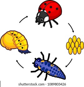 Life cycle of ladybug. Sequence of stages of development of ladybug from egg to adult insect