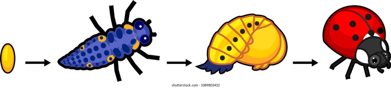 Жизненный цикл божьей коровки в картинках