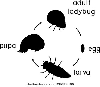 Life cycle of ladybug. Sequence of stages of development of ladybug from egg to adult insect
