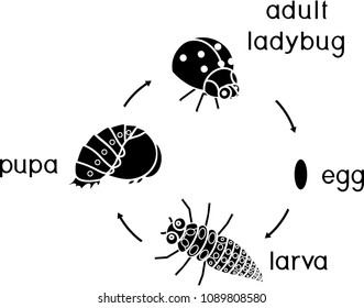 Life cycle of ladybug. Sequence of stages of development of ladybug from egg to adult insect