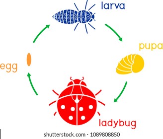 Ladybug Life Cycle Images, Stock Photos & Vectors | Shutterstock
