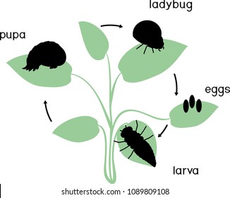 Life cycle of ladybug. Sequence of stages of development of ladybug from egg to adult insect