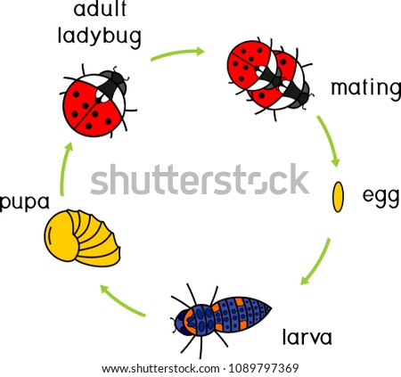 Adult insect Sorry, Adult insect opinion you