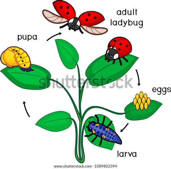 Life Cycle Ladybug Sequence Stages Development Stock Vector (Royalty ...