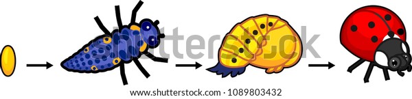 Life Cycle Ladybug Sequence Stages Development Stock Vector (Royalty ...