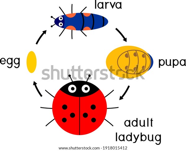 Life Cycle Ladybug Sequence Stages Development Stock Vector (Royalty ...