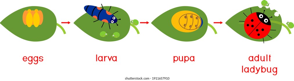 Life cycle of ladybug with titles. Sequence of stages of development of cartoon ladybug from egg to adult insect isolated on white background