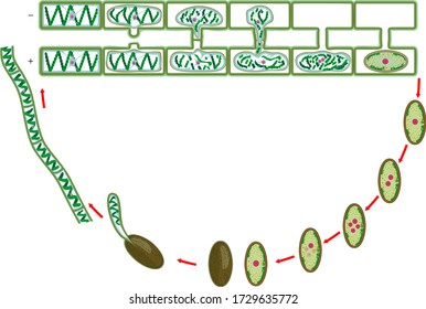 Life Cycle and lateral conjugation of Spirogyra (charophyte green algae) isolated on white background