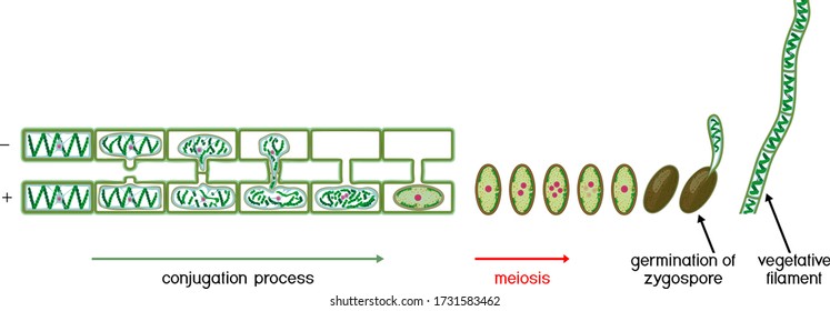 Life Cycle and lateral conjugation of Spirogyra (charophyte green algae) isolated on white background