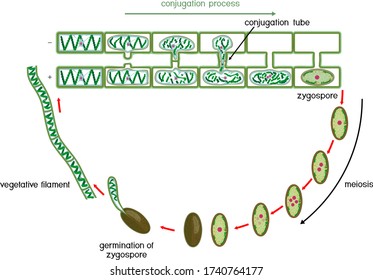 Life Cycle and lateral conjugation of Spirogyra (charophyte green algae) isolated on white background