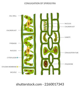 Life Cycle and lateral conjugation of Spirogyra isolated on white background. Spirogyra green algae  conjugation. 