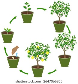 Life cycle of lemon in a pot on a white background.