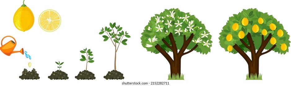 Life Cycle Lemon Tree Isolated On Stock Vector (Royalty Free ...