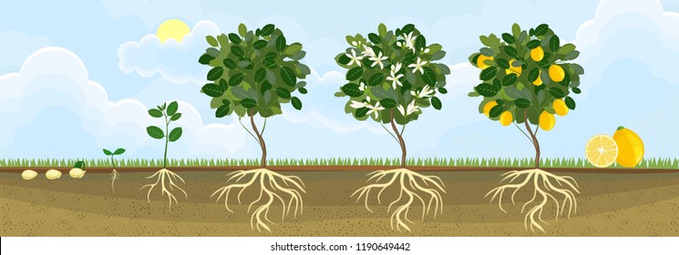 Plant Reproduction Images Stock Photos Vectors Shutterstock