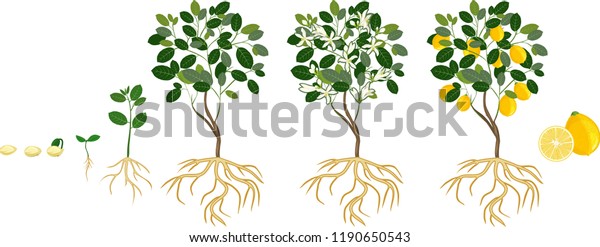 Life Cycle Lemon Tree Stages Growth Stock Vector (Royalty Free