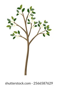 Life cycle of lemon tree. Vector young tree side view isolated on white background for landscape and architecture drawing, elements for environment and garden