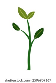 Life cycle of lemon tree. Vector young tree side view isolated on white background for landscape and architecture drawing, elements for environment and garden