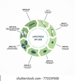 Ciclo de vida de los piojos