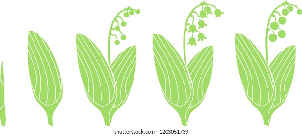 Life cycle of Lily of the valley or Convallaria majalis. Stages of growth from sprout to adult plant with flowers and berries