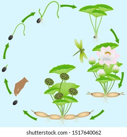 Life Cycle Of Lotus Plant On A Blue Background.