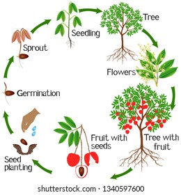 Life Cycle Lychee Plant On White Stock Vector (Royalty Free) 1340597600 ...