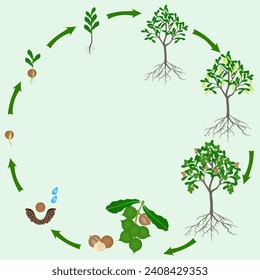 Life cycle of macadamia tree on a green background.