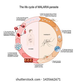 The Life Cycle Of MALARIA Parasite. Vector Diagram For Educational, Science, And Biological Use
