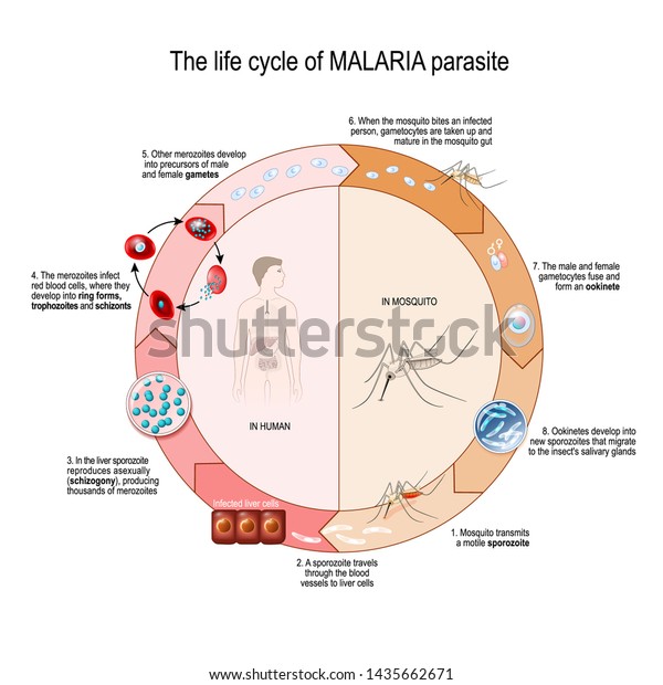 Life Cycle Malaria Parasite Vector Diagram Stock Vector (Royalty Free ...