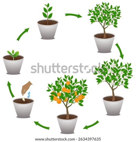 Life cycle of mandarin in a pot on a white background.