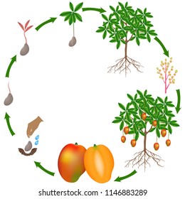 Life cycle of a mango plant on a white background.